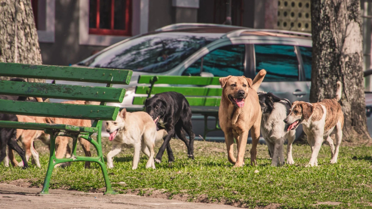 Aç kalan sokak hayvanları daha agresifleşir!